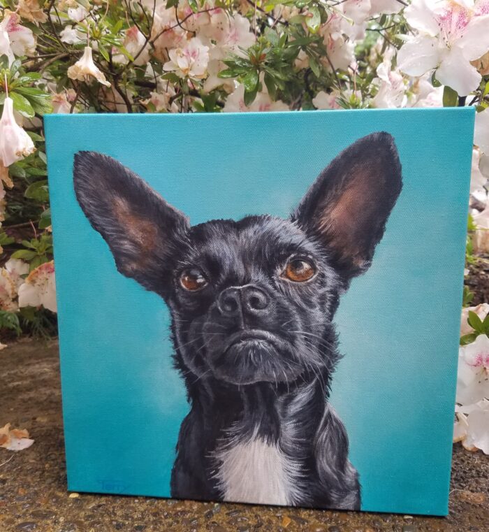 Pet Portrait